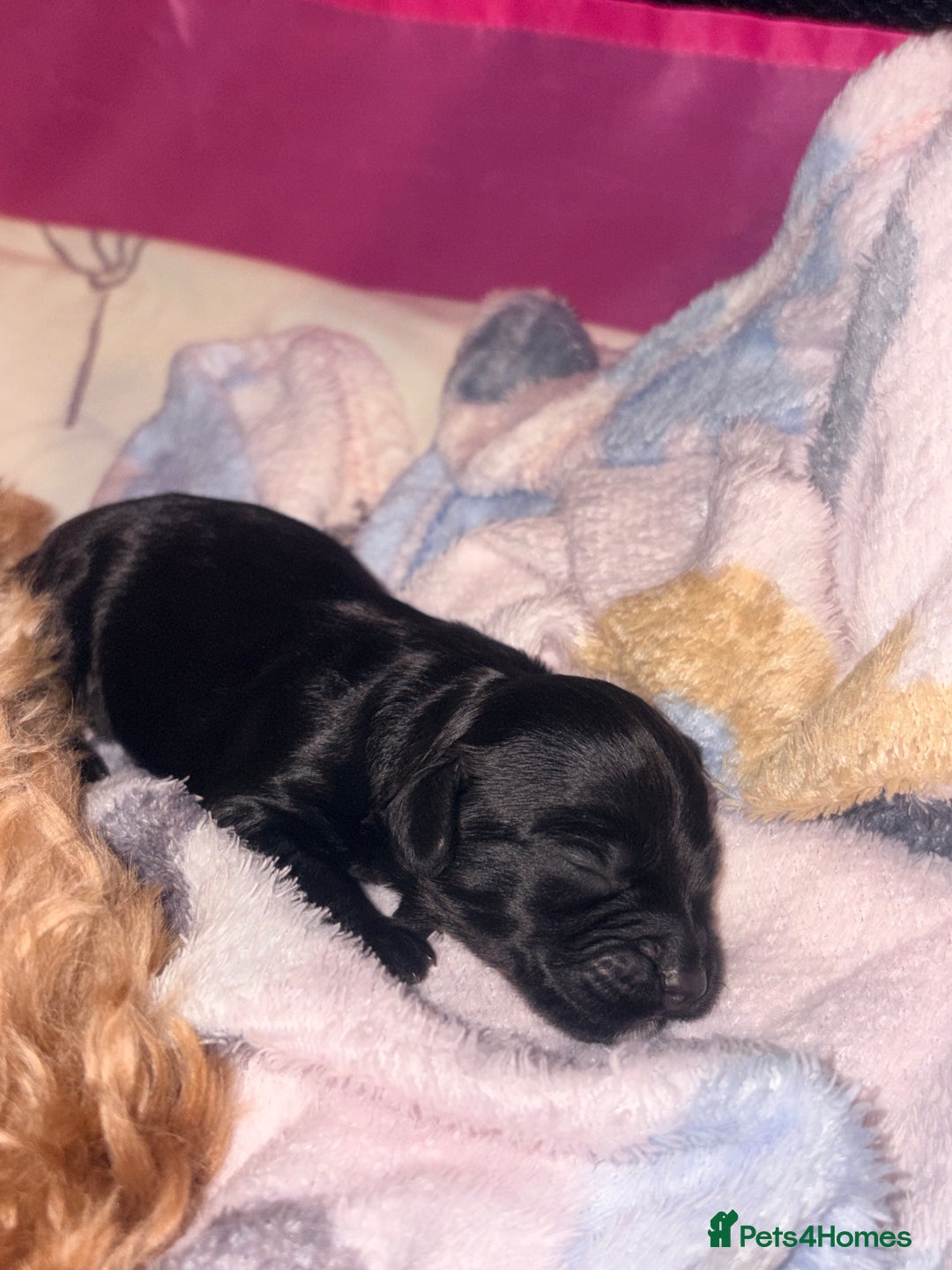 Cockapoo dogs for sale: F2 cockerpoo puppies  - Advert 9