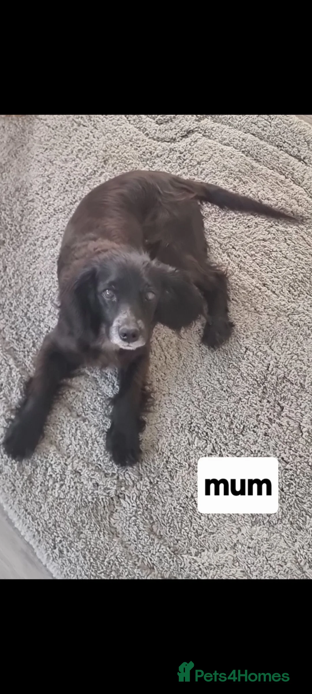 Cocker Spaniel dogs for sale: Cocker spaniel pups  - Advert 2