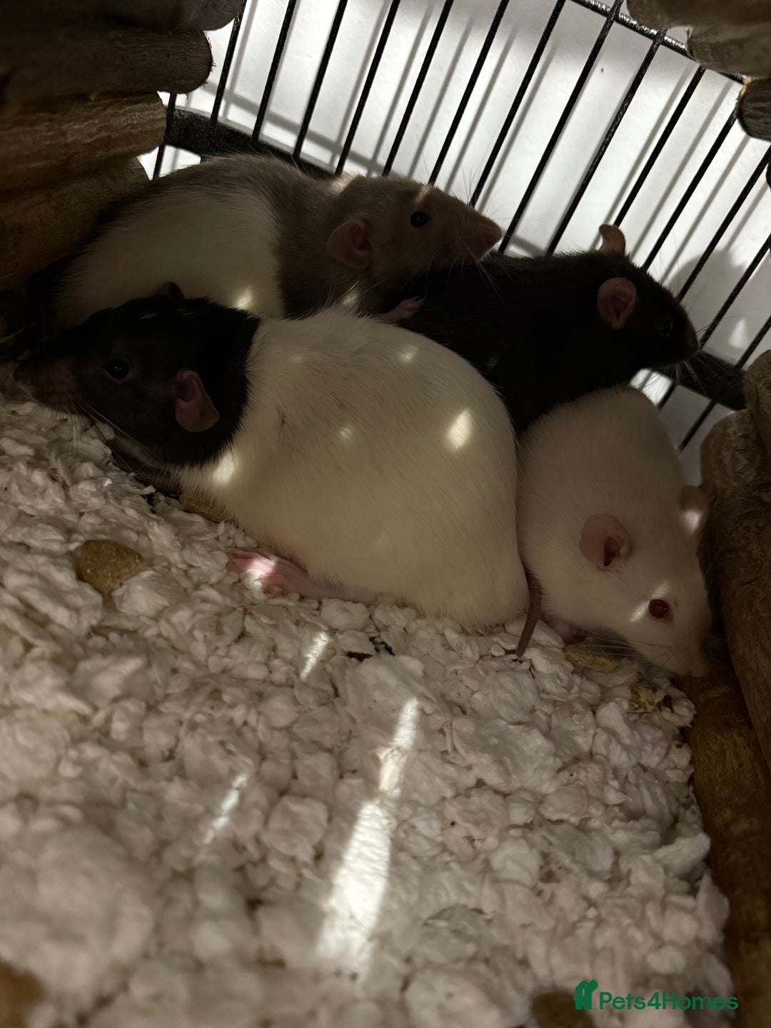 Rat rodents for sale: Male rats - Advert 6