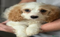 Cavapoo dogs for sale: F1 apricot and white health tested Cavapoo puppies - Image 3