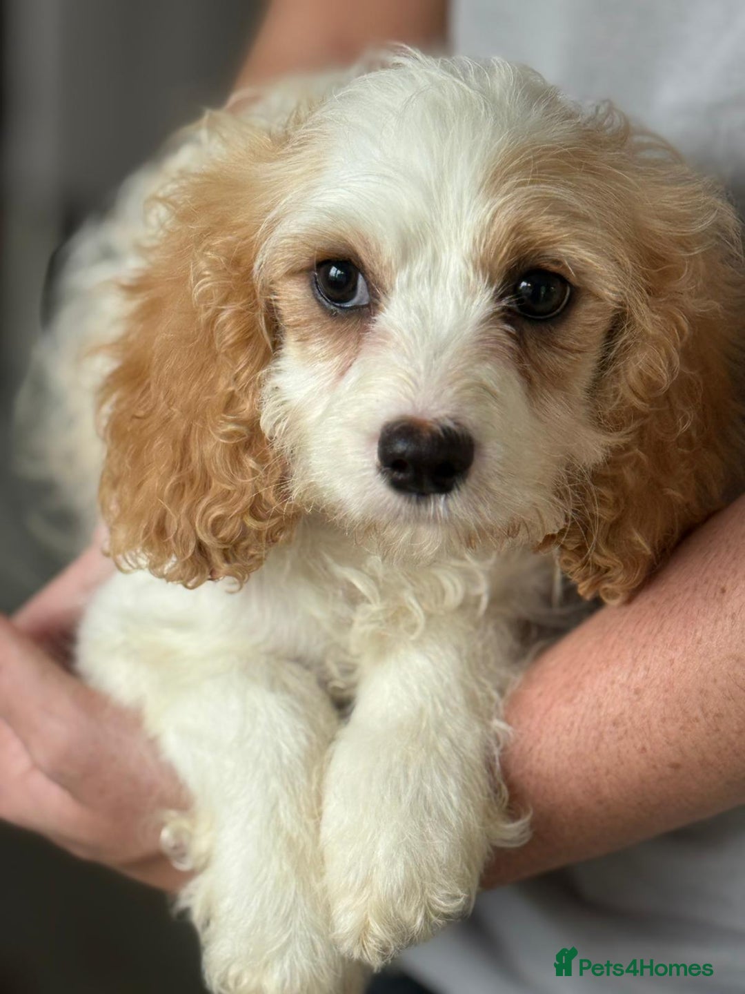 Cavapoo dogs for sale: F1 apricot and white health tested Cavapoo puppies - Image 3