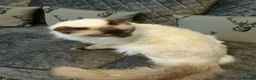 Ragdoll cats for sale: RAGDOLL MALE (Seal Point) - Advert 5