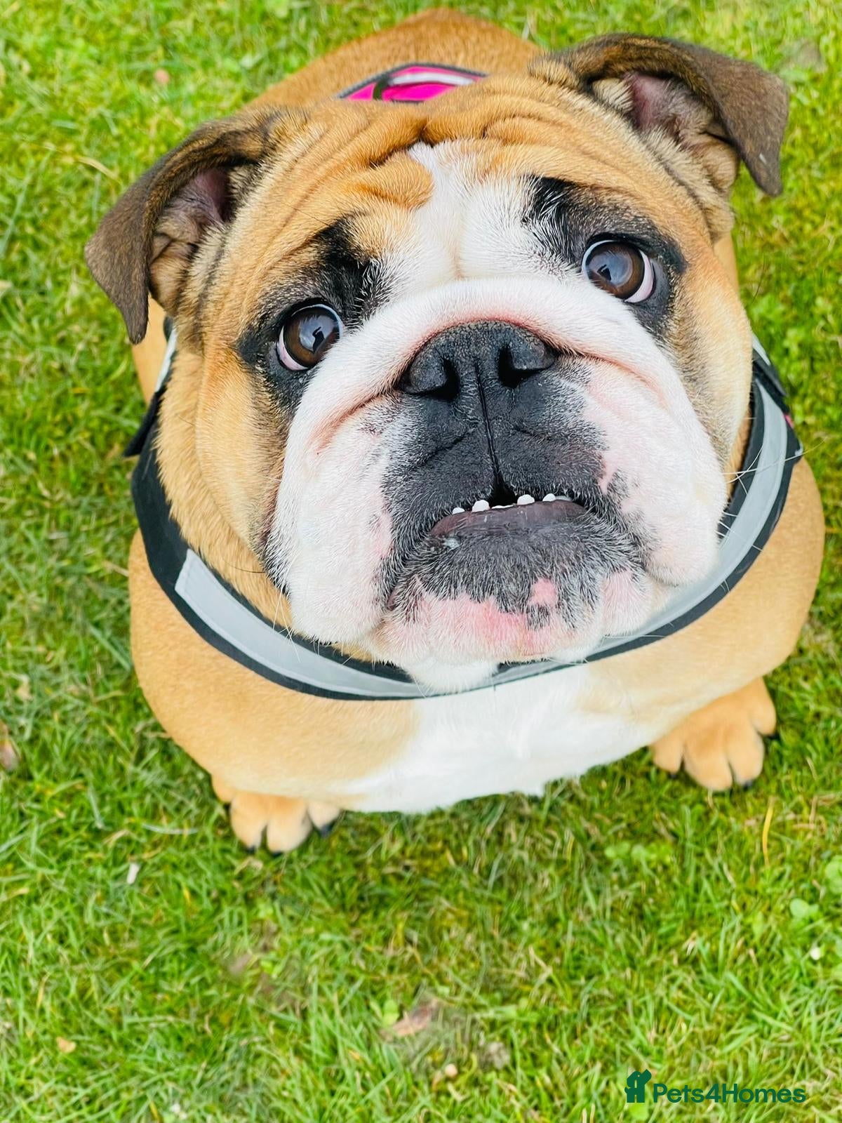 English Bulldog dogs for sale: Female 14 month old KC British Bulldog for sale - Advert 1