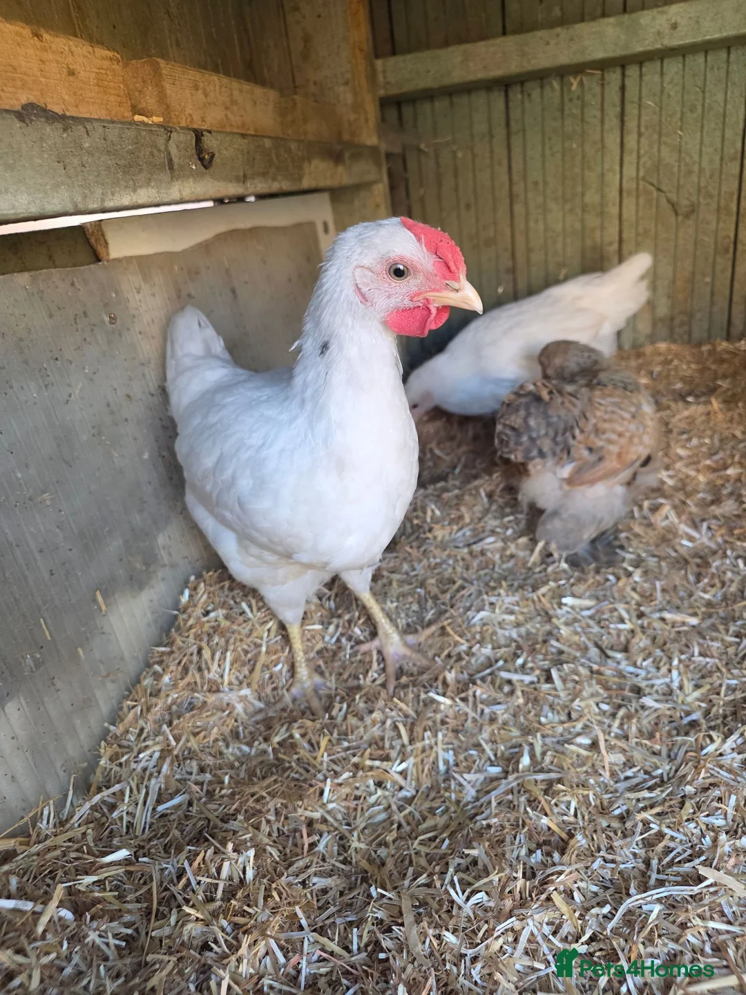 Chickens poultry for sale: Male chickens - Advert 1