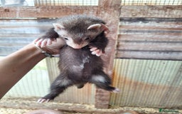 Ferret rodents for sale: Ferret kits - Image 3
