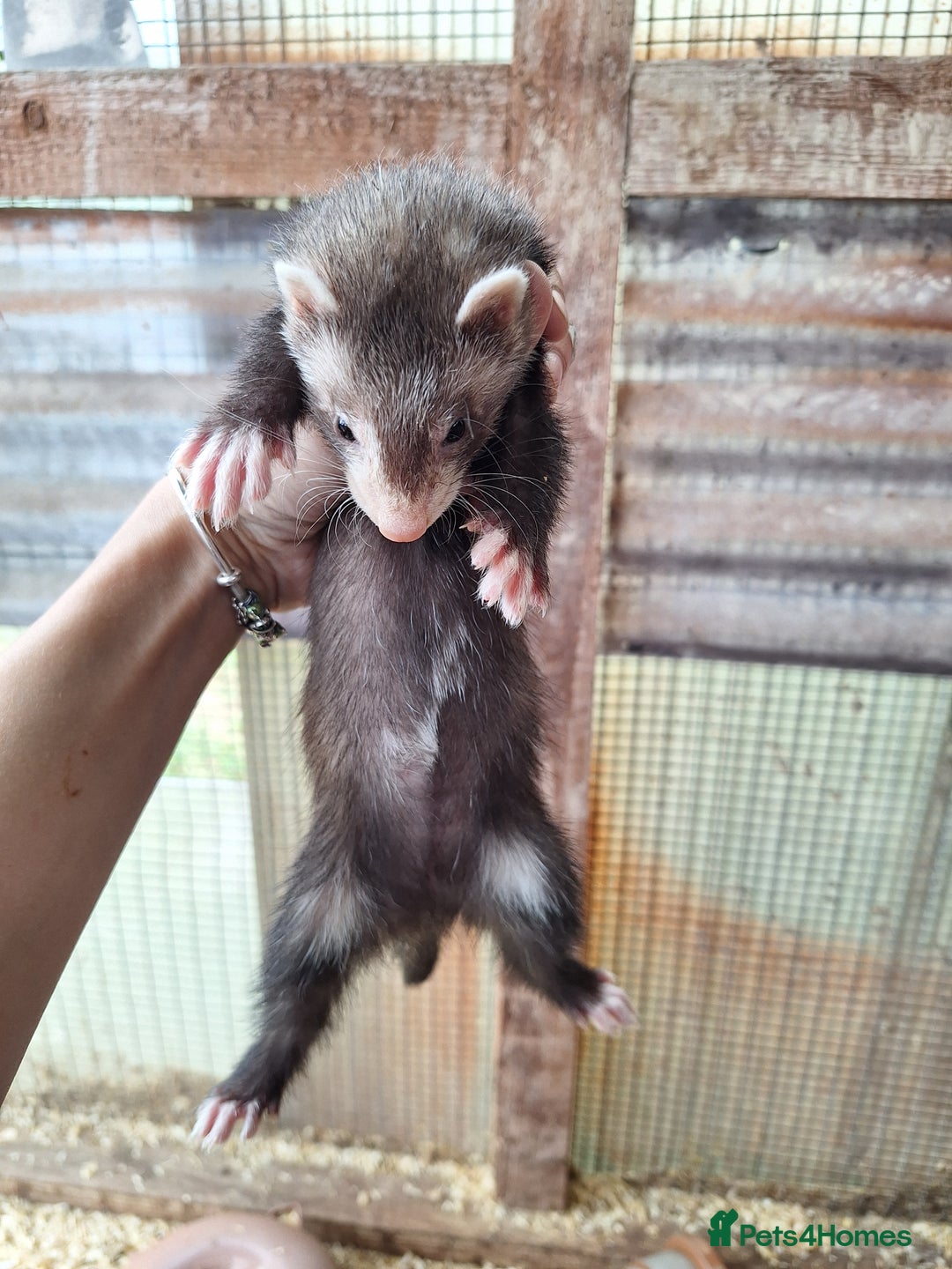 Ferret rodents for sale: Ferret kits - Image 3
