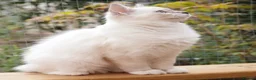 Ragdoll cats for sale: GCCF Registered Ragdoll kittens- 2 neutered boys - Advert 23