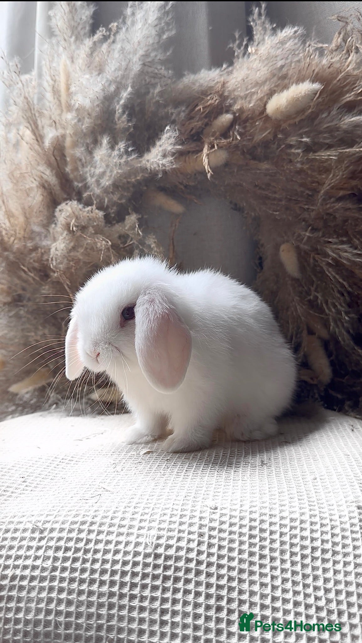 Mini Lop rabbits Stunning blue eye white doe  - Advert 1