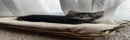Mixed Breed cats for sale: 2 adorable kittens  - Advert 5