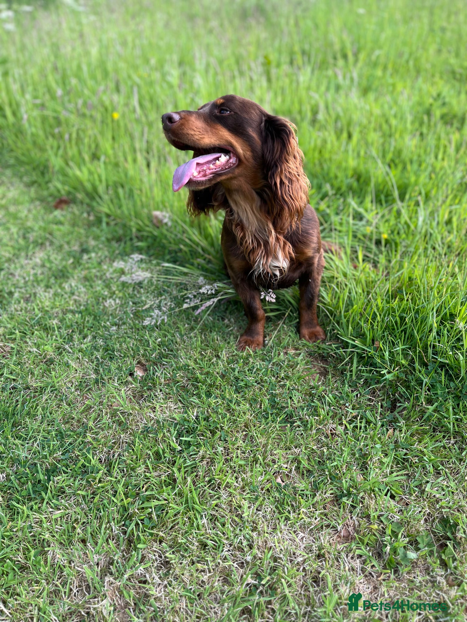Cocker Spaniel dogs for stud: HEALTH TESTED KC COCKER SPANIEL STUD - Advert 3