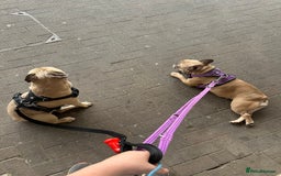 French Bulldog dogs for sale: 2 dogs need rehoming - Image 4