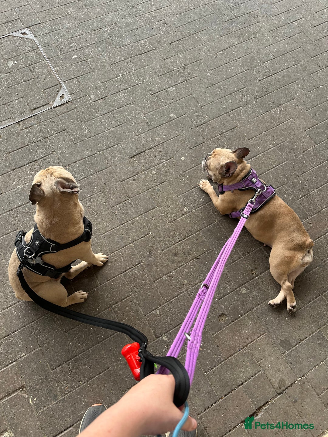 French Bulldog dogs for sale: 2 dogs need rehoming - Image 4