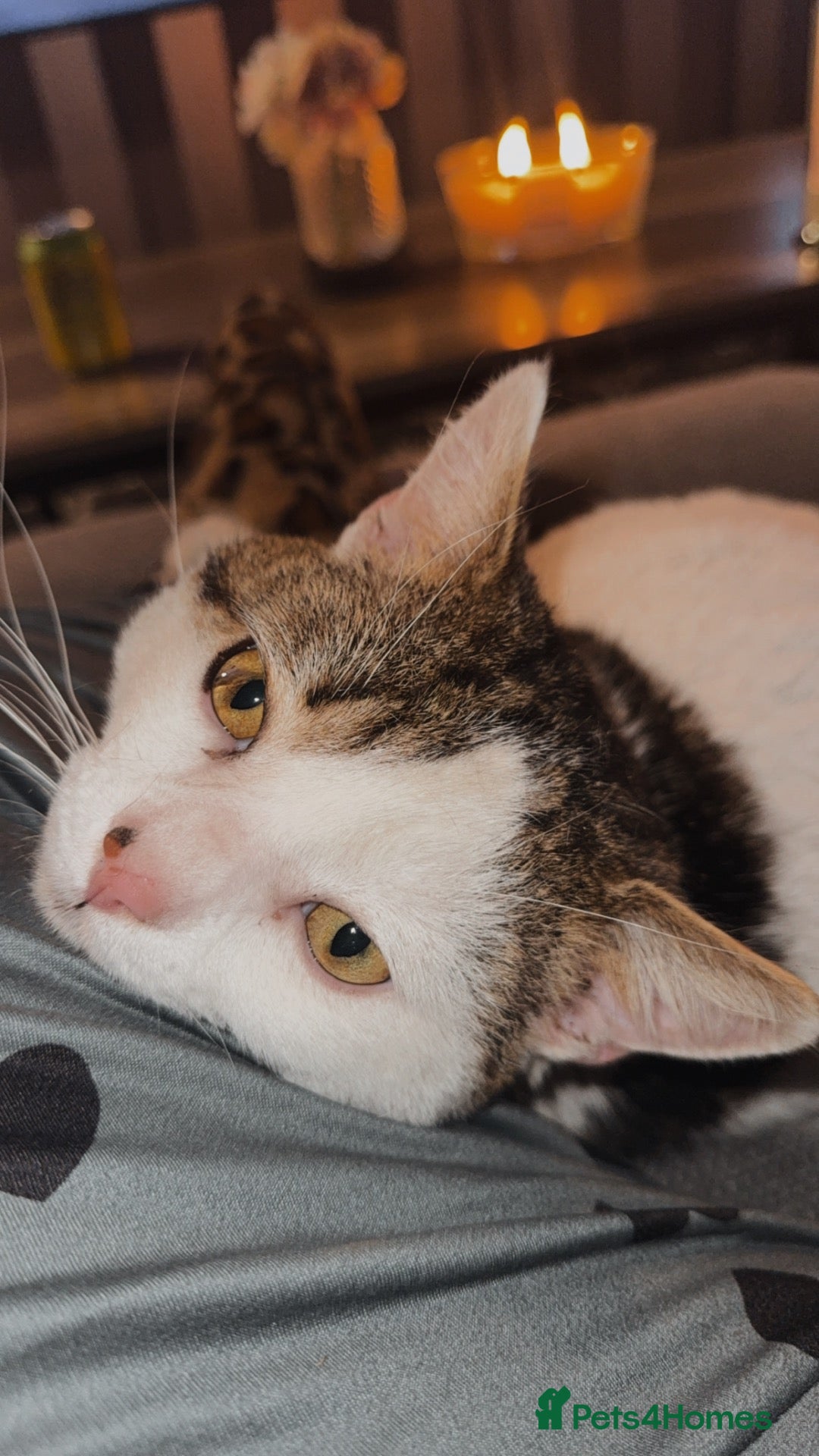Mixed Breed cats Free male - Advert 7