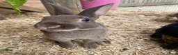 Guinea Pig rodents for sale: Beautiful, Well Handled Mini Rex Doe - Advert 6