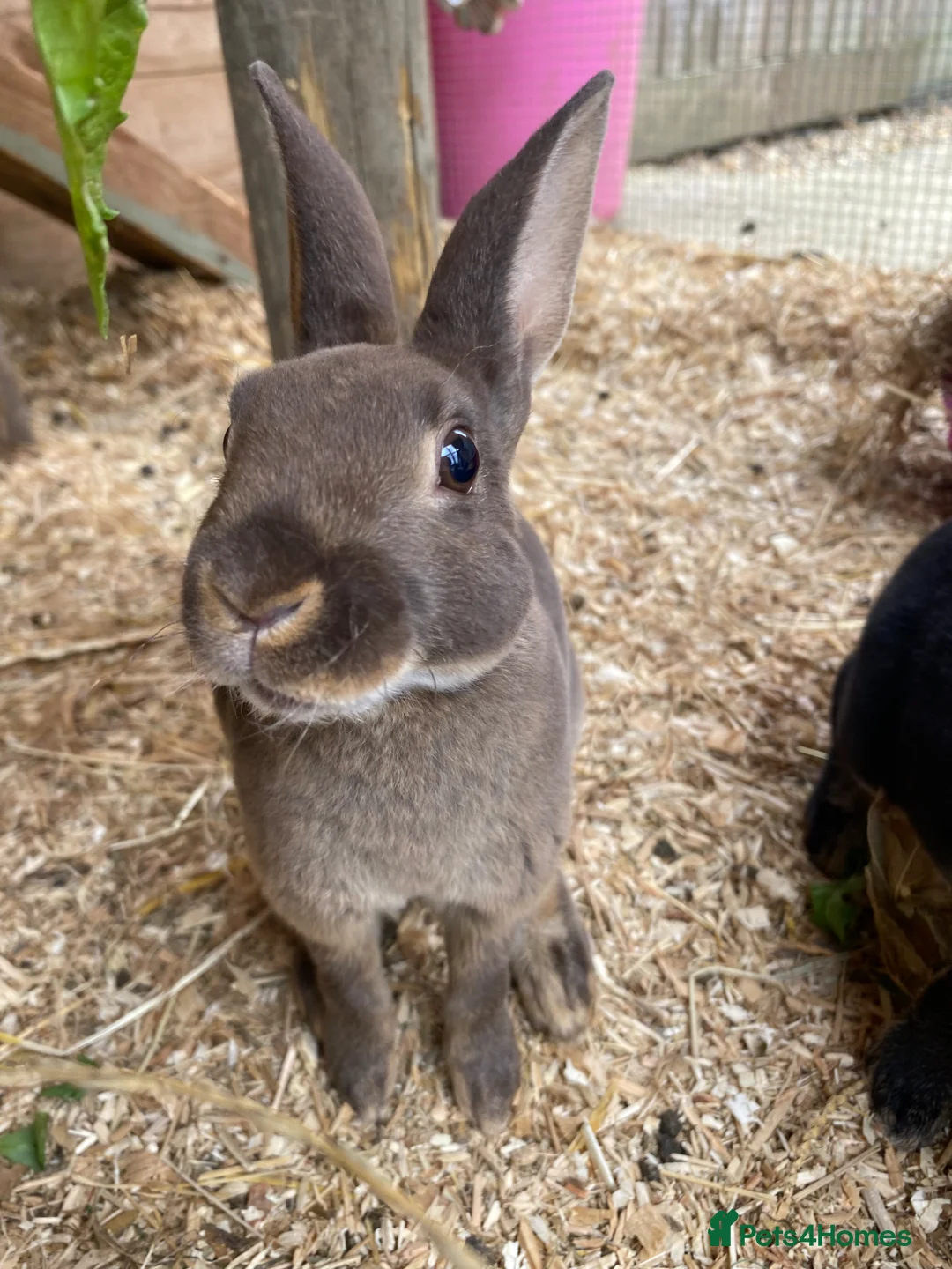 Guinea Pig rodents for sale: Beautiful, Well Handled Mini Rex Doe - Advert 6