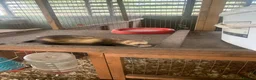 Ferret rodents for sale: Micro hob ferret forsale in Bromyard - Advert 1