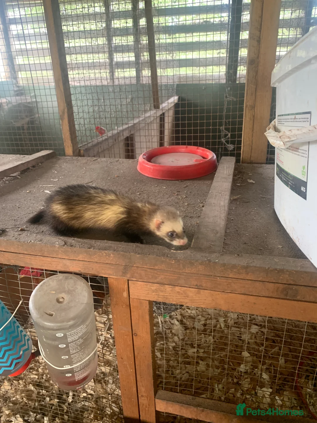Ferret rodents for sale: Micro hob ferret forsale in Bromyard - Advert 1