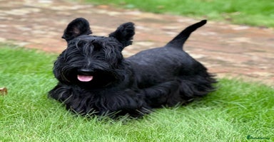 Scottish Terrier dogs - Advert 7