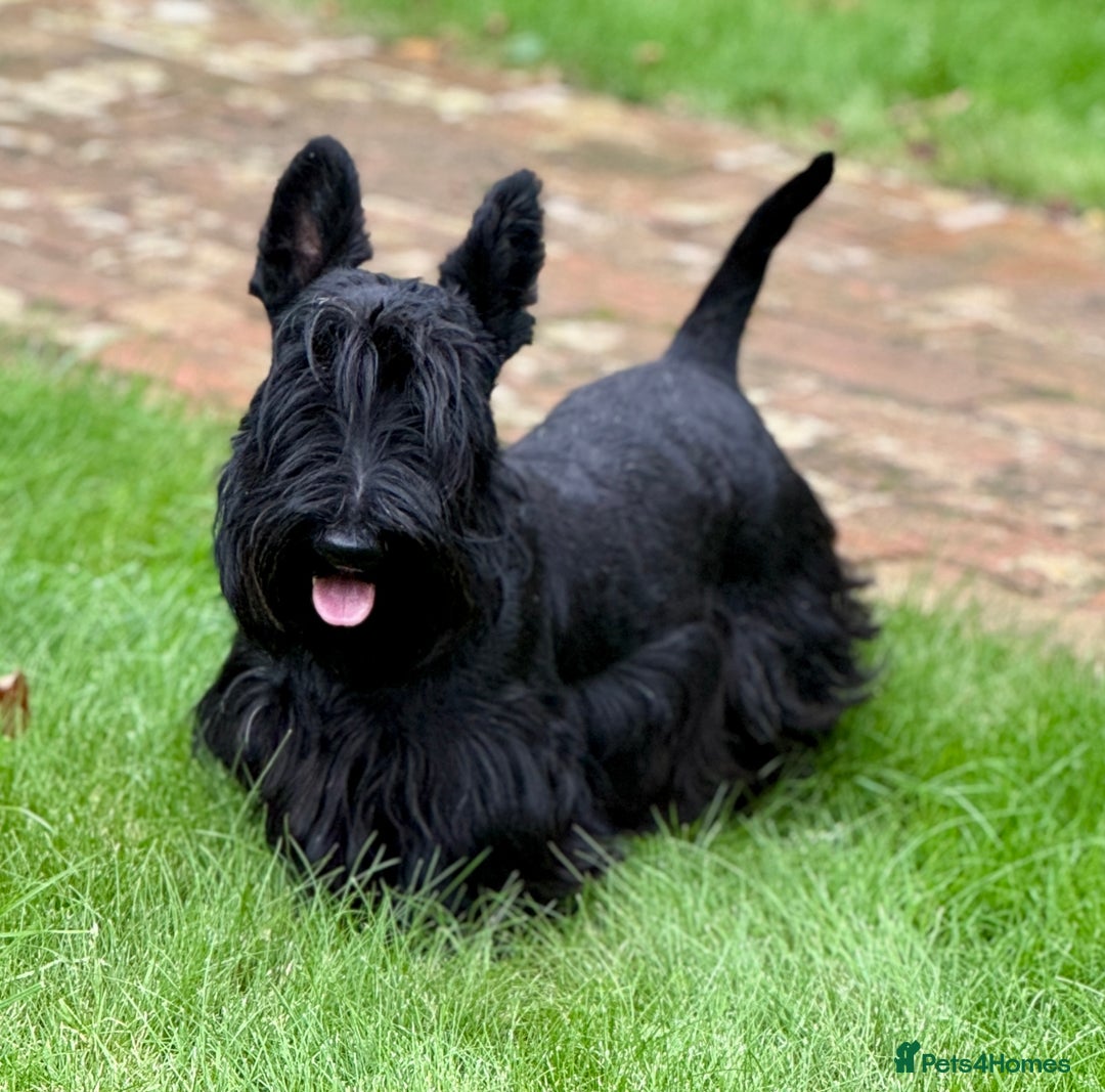 Scottish Terrier dogs for sale: Purebred, Home-raised Scottish Terrier Puppies - Image 2