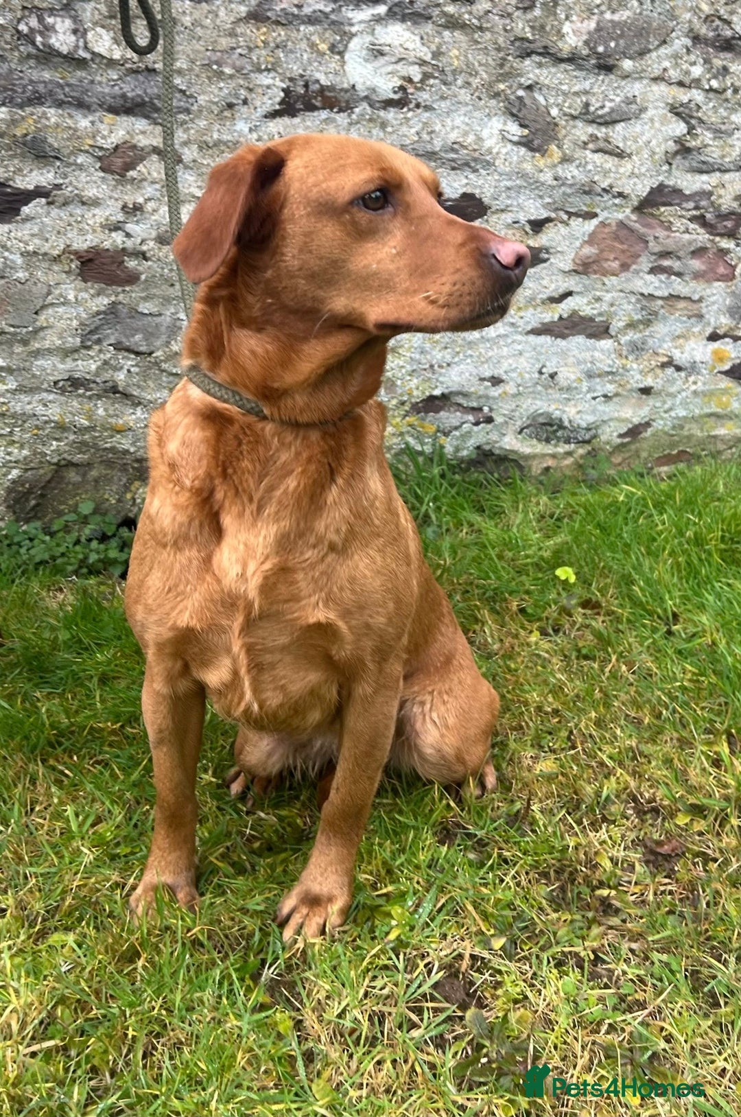 Labrador Retriever dogs for sale: Kc registered labradors due 14 February 2026 - Advert 3