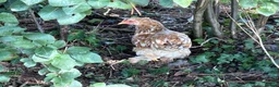 Chickens poultry for sale: Pekin hens / silky chick - Advert 4