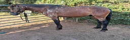 Appaloosa horses for sale: Superstar pony ready to mould. To make avout 14.1h - Advert 10