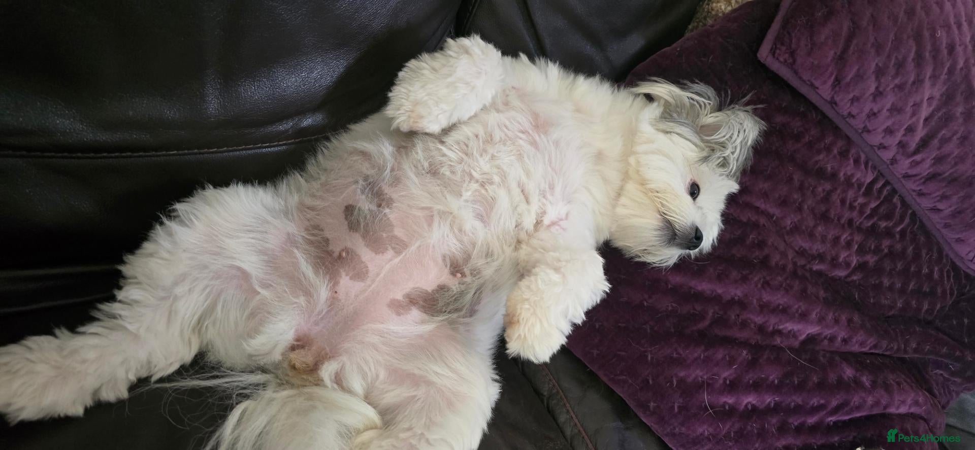 Maltipom dogs New Home Needed 2.5yr old Maltipom  - Advert 2