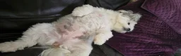 Maltipom dogs for sale: New Home Needed 2.5yr old Maltipom  in St. Neots - Advert 2