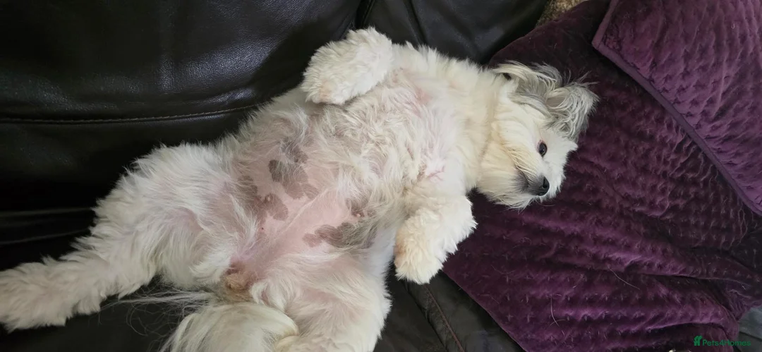 Maltipom dogs for sale: New Home Needed 2.5yr old Maltipom  in St. Neots - Advert 2