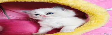 Ragdoll Kitten 4