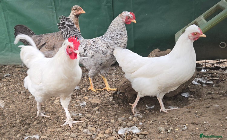 Chickens poultry - Advert 1