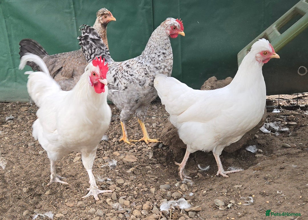 Chickens poultry for sale: Legbars - Image 1