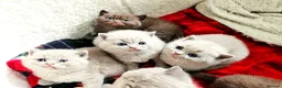 British Shorthair cats for sale: British shorthair kittens  - Advert 2