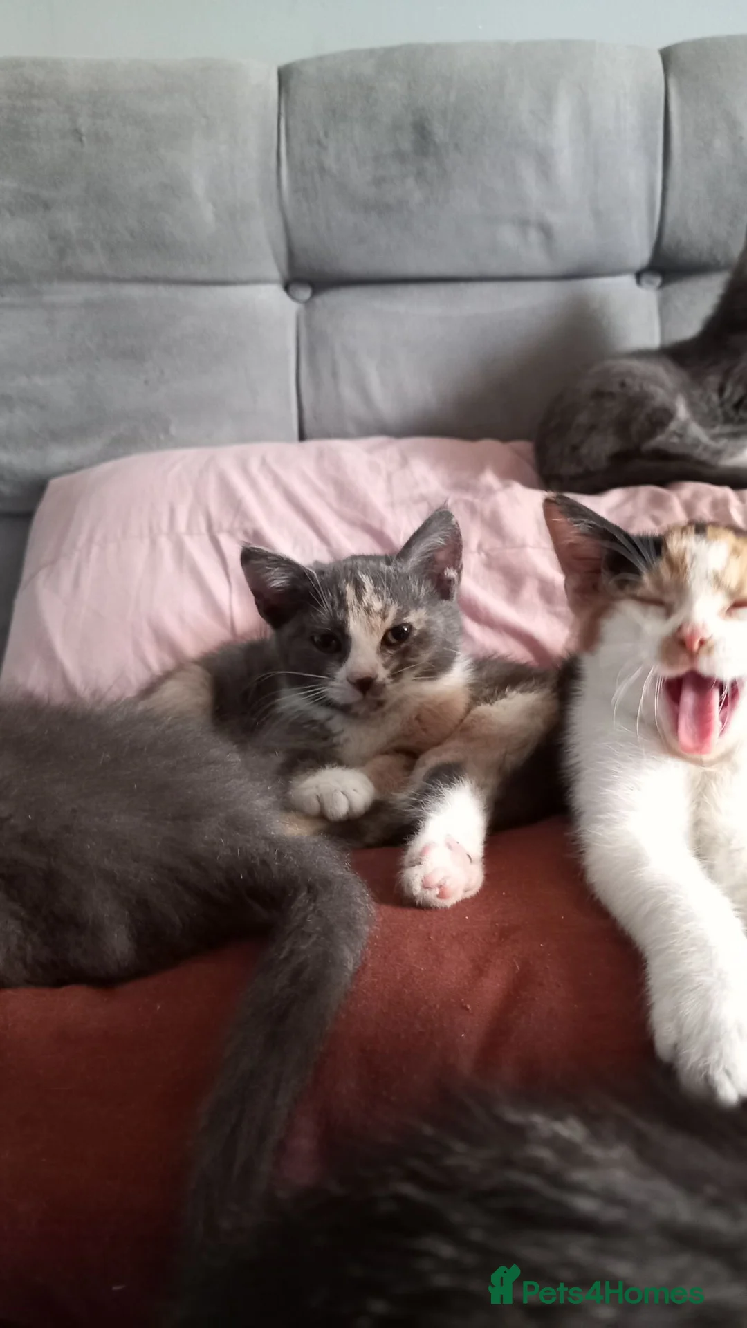 Mixed Breed cats for sale: Gorgeous kittens for sale  - Advert 1