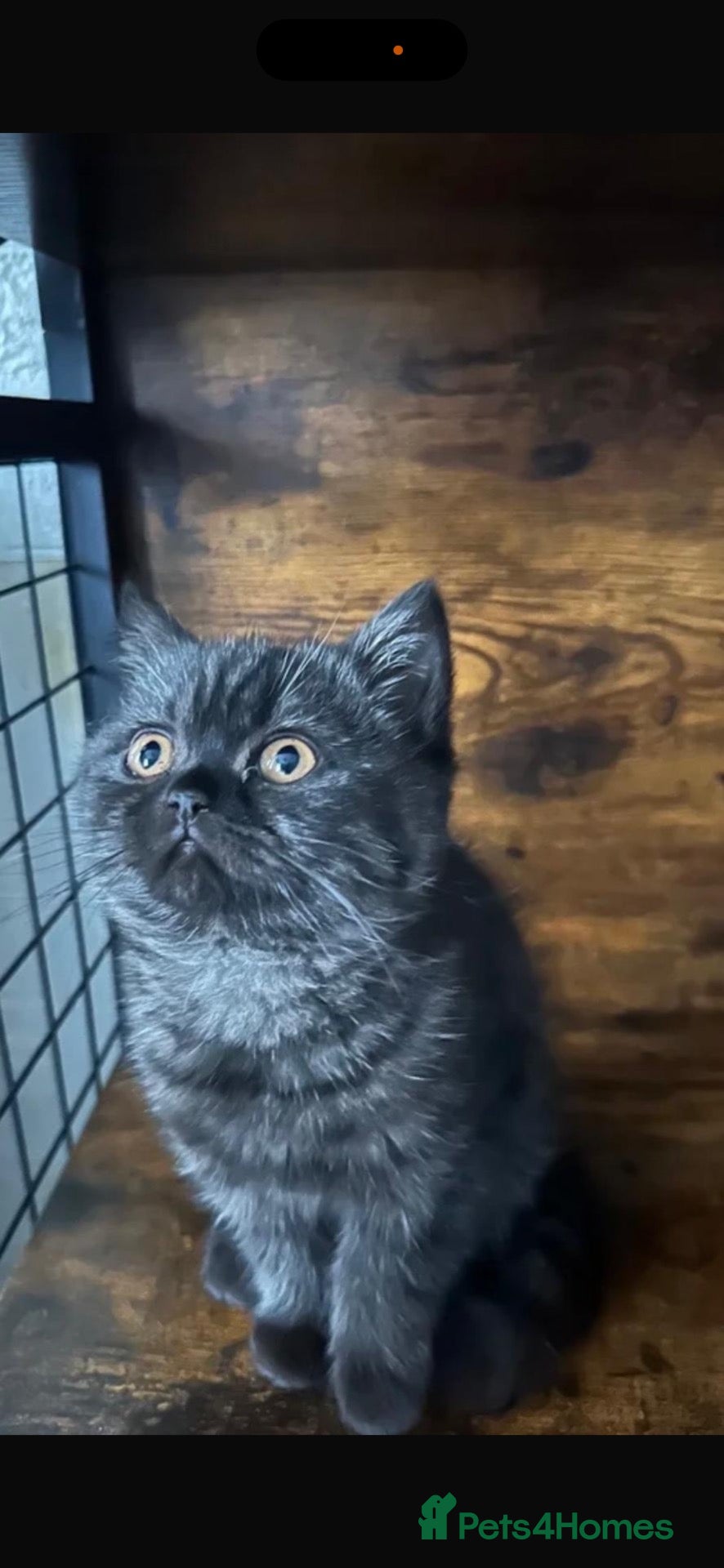 British Shorthair cats for sale: British Shorthair KITTENS  - Advert 1
