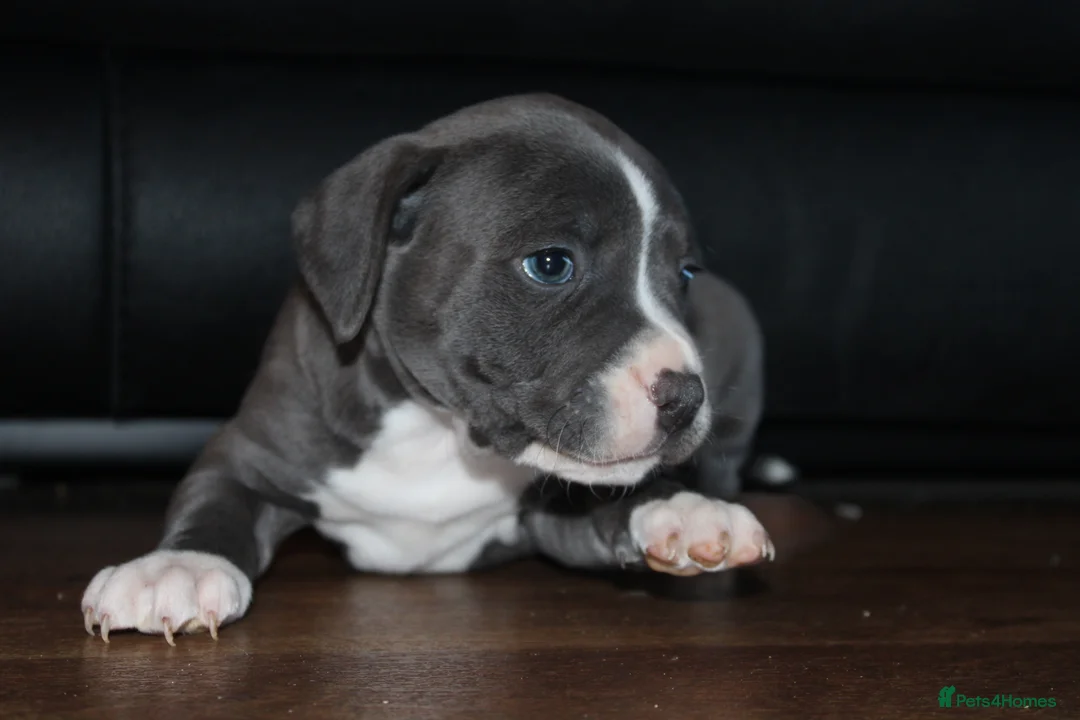 Staffordshire Bull Terrier dogs for sale: Beautiful staff puppies  - Advert 6