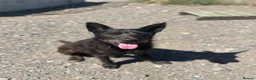 Mixed Breed dogs for adoption: Pascal is looking for a female adult-only home!  - Advert 4