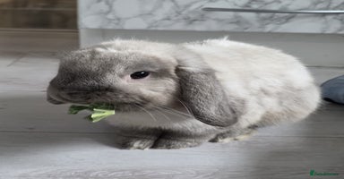 Mini Lop rabbits - Advert 15