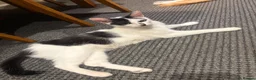 Domestic Shorthair cats for sale: 2 female cat for rehomnig - Advert 3