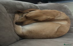 Labrador Retriever dogs for sale: Golden Labrador  - Image 5