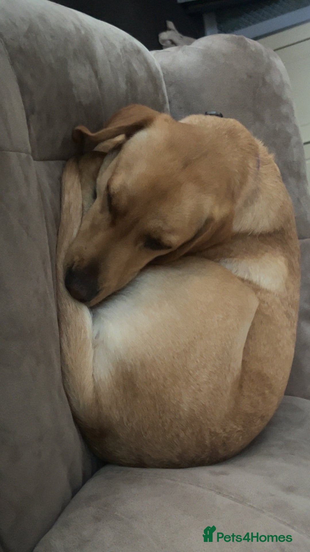 Labrador Retriever dogs for sale: Golden Labrador  - Image 5