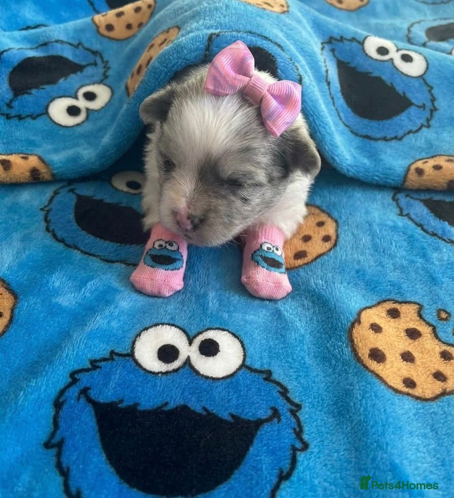 Pomeranian dogs ✨🐾1 Mini Pom Star Left🏆🐶🐾✨ - Advert 18