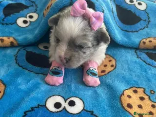 Pomeranian dogs ✨🐾1 Mini Pom Star Left🏆🐶🐾✨ - Advert 4