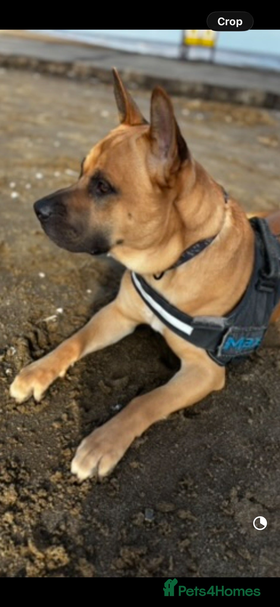 Mixed Breed dogs Max needs a new home  - Advert 1