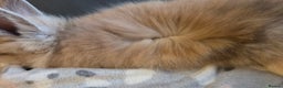 Mini Lion Lop rabbits for sale:  Male teddywidder bunnies  - Advert 7