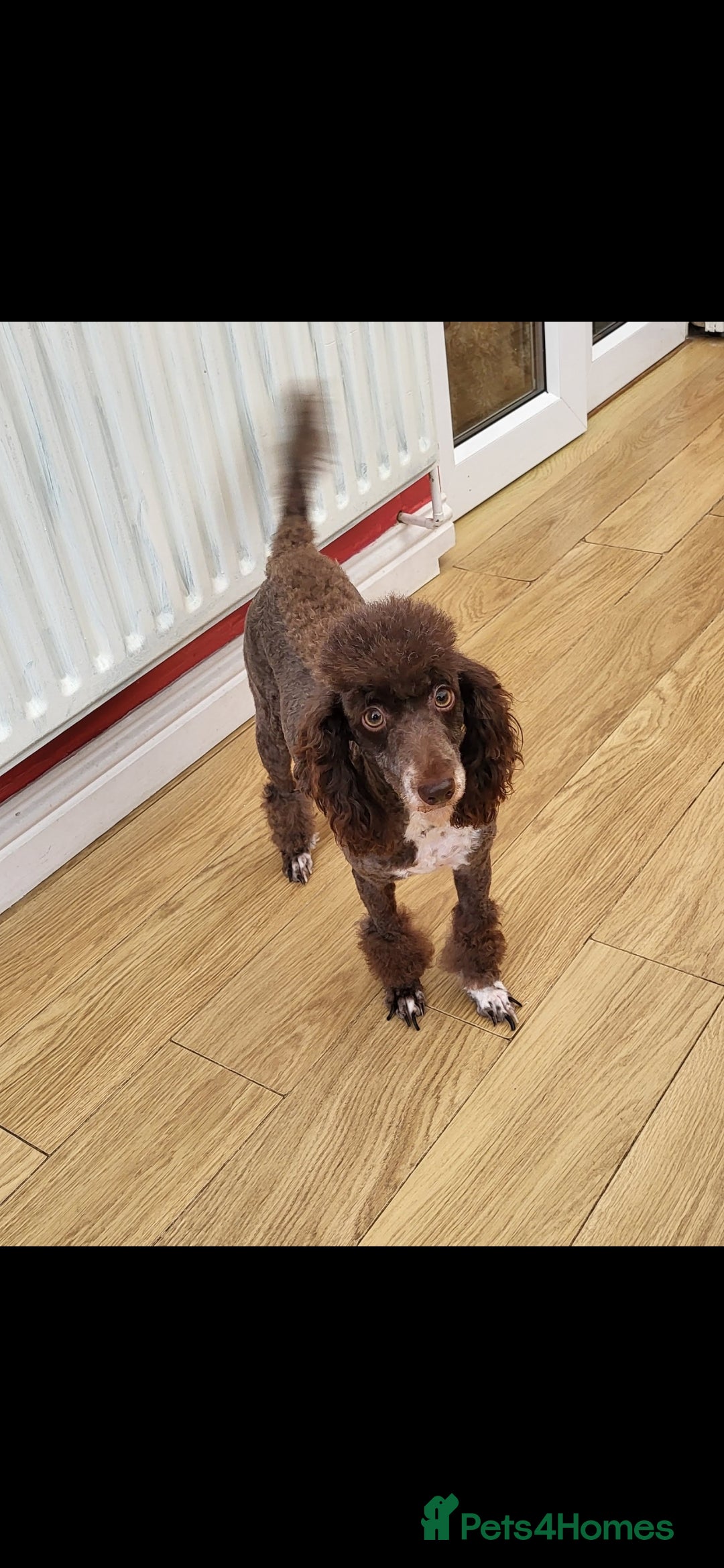 Miniature Poodle dogs for stud: KC Reg Miniature Poodle Stud in Norwich - Advert 5
