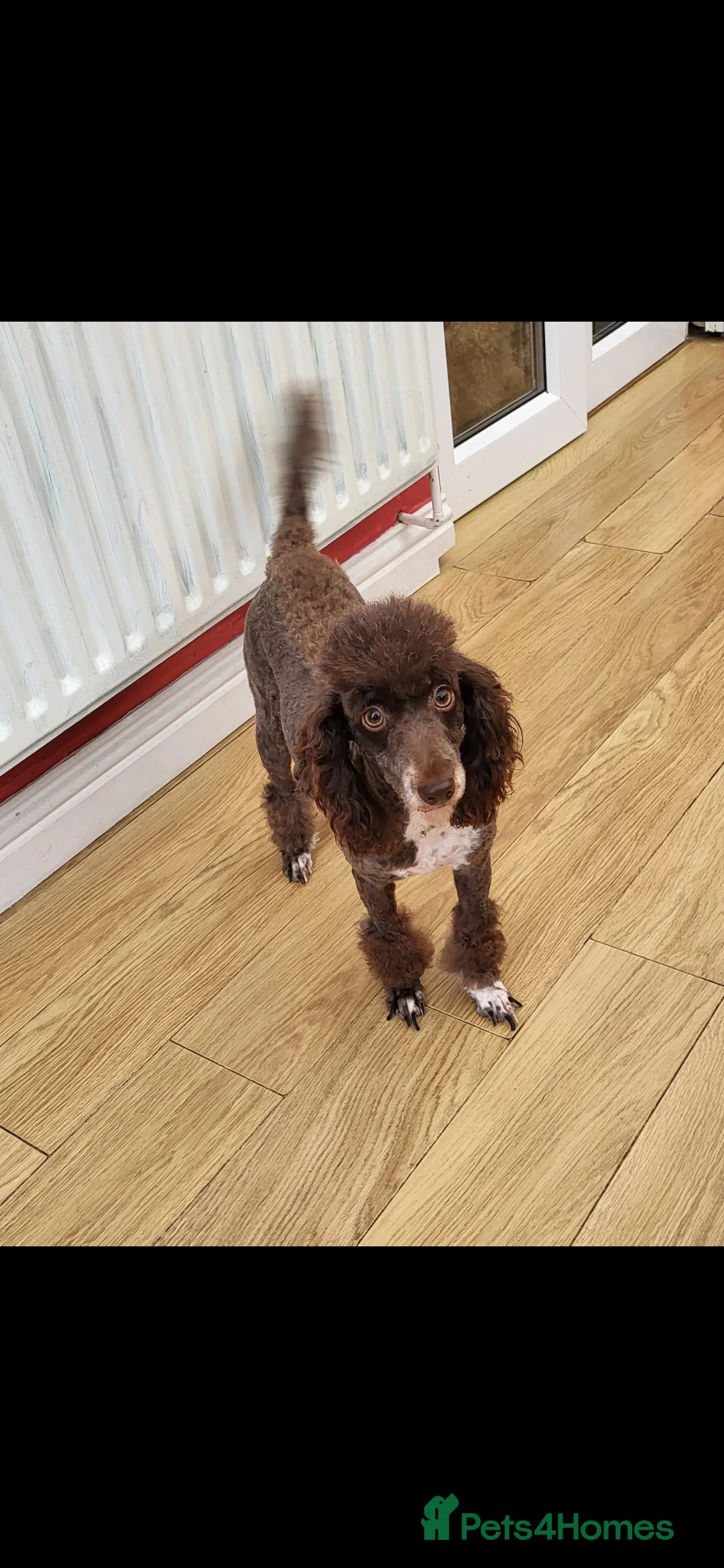Miniature Poodle dogs for stud: KC Reg Miniature Poodle Stud in Norwich - Advert 5