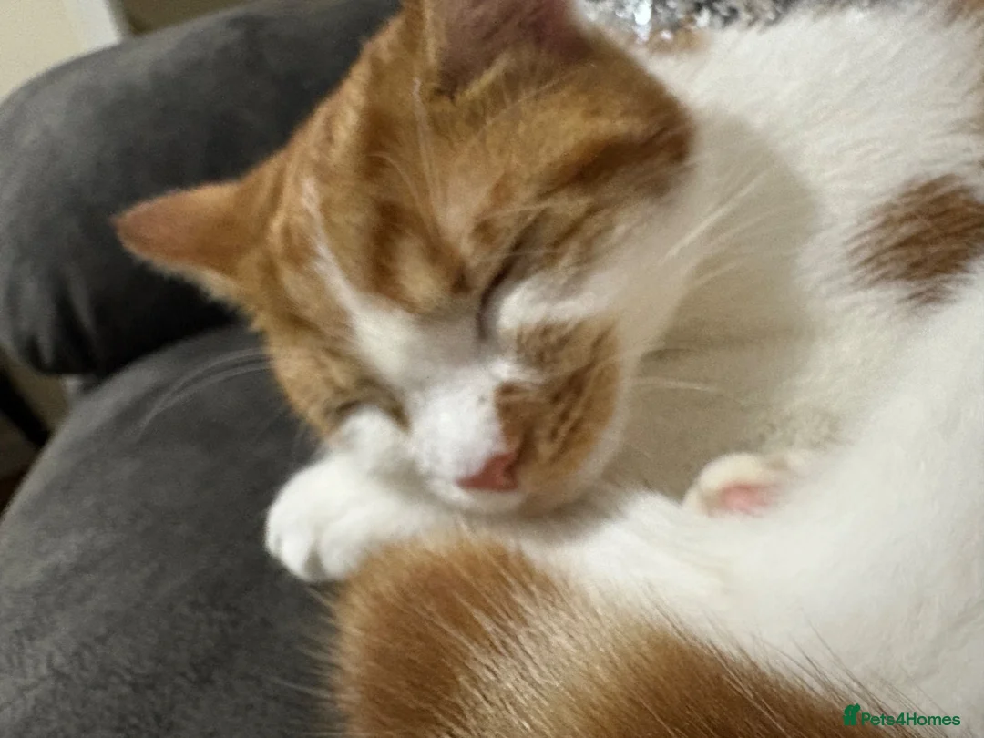 Mixed Breed cats for sale: sweet cat ready for new home in Birmingham - Advert 4