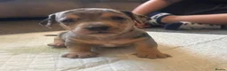 Mixed Breed dogs for sale: Miniature dachshund puppies   - Advert 6