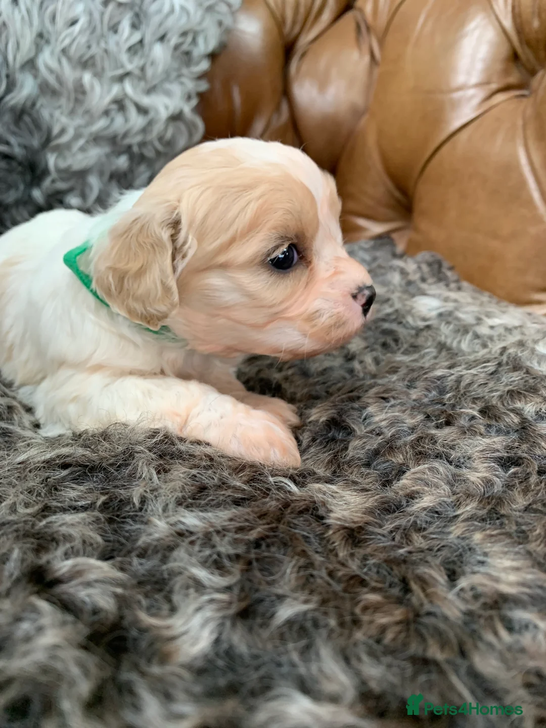 Cavachon dogs for sale: Beautiful F1 Cavachon Puppies - Advert 9